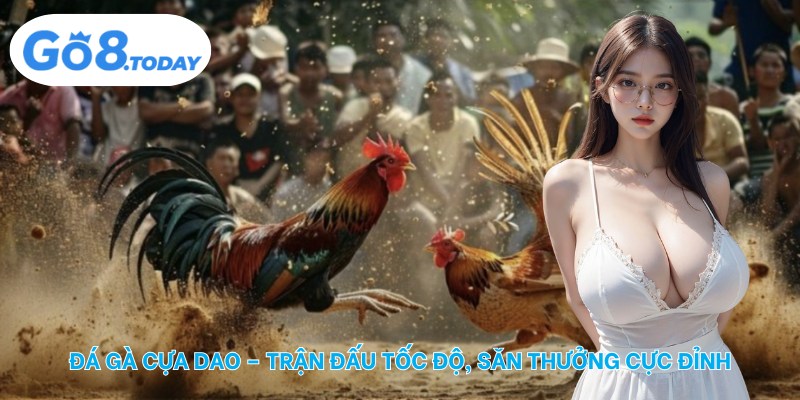 Đá gà cựa dao